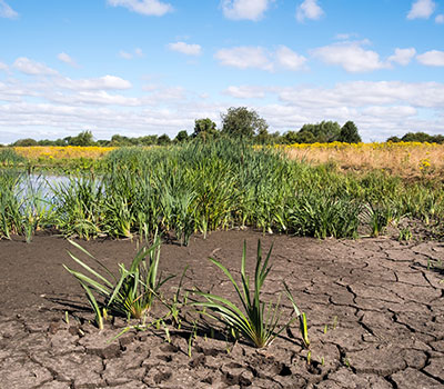 crops were affected by the 2018 heatwave – a field and pond with crack earth showing