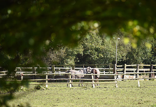 Horses in a field - diversification can turn rural land into houses