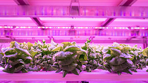 room using vertical farming with pink lights 