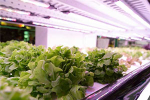 crops grown in vertical farming 