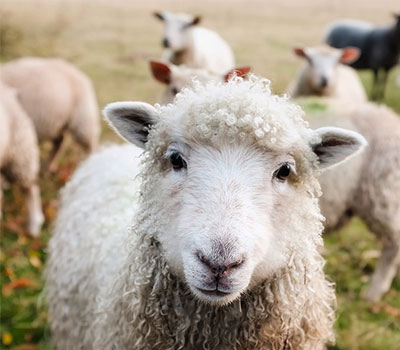 agri-tourism - sheep