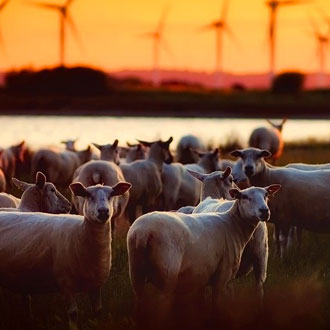Sheep in a field - rural business show