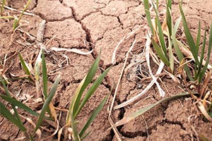 drought drive down crop yields