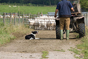 risk and protection - think twice on your farm