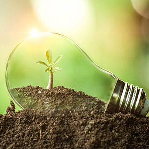 Plant in light bulb representing renewable energy development