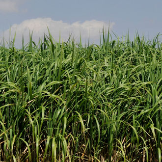 Miscanthus diversification success for Suffolk farmer