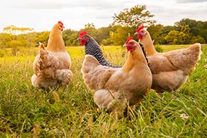 loan for Poultry Business