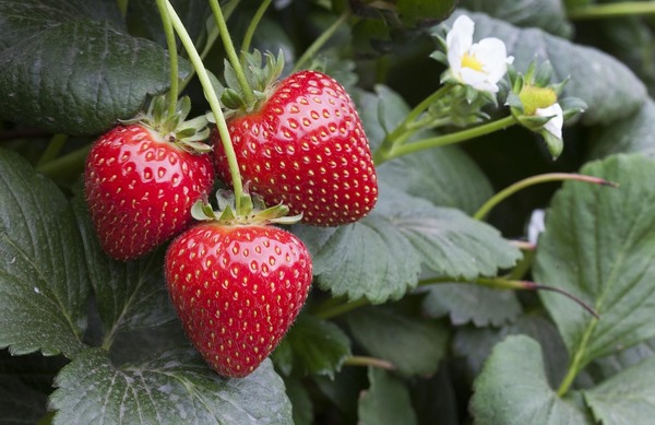 Strawberry