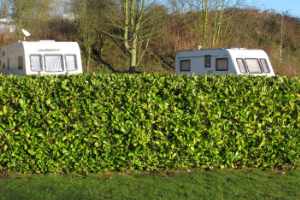 A hedge