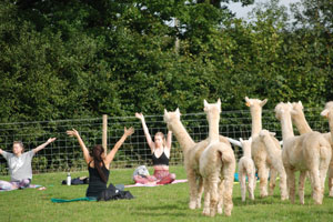 Alpaca yoga 