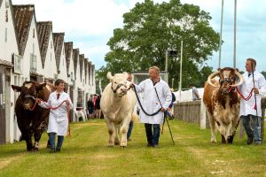 great yorkshire show cattle