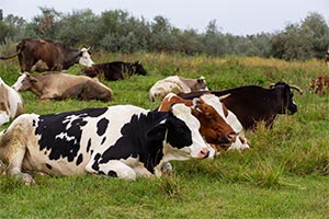 cows in field for Dairy Response Fund