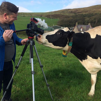 Farmer filming a cow to save Campbeltown Creamery