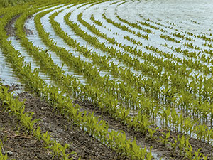Three crop rule relaxed after flooded crops due to wet winter