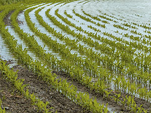 Three crop rule relaxed after flooded crops due to wet winter