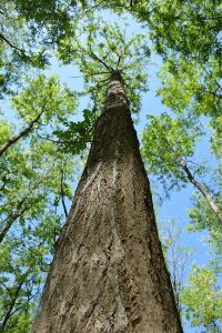 14 year old turbo obelisk forestry