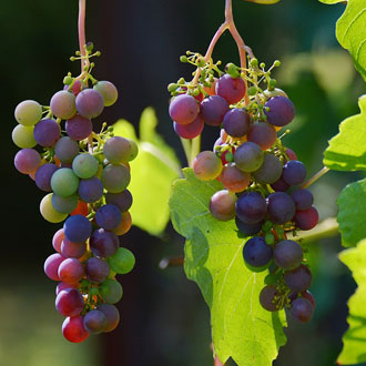 Why farmers should consider diversifying into grape growing