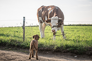 livestock threatened by dogs off their lead