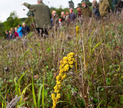 A wild flower at East Wick Farm