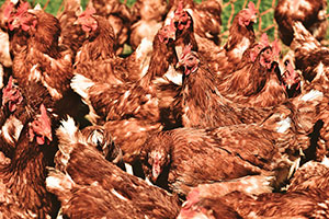 Poultry farm at threat of winter Avian Flu