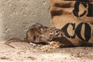 rural rodent on farm eating grain