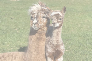 Two British Alpacas