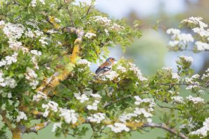 wildlife living in hedging