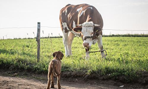 livestock threatened by dogs off the lead