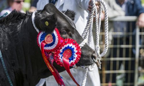 Bull Show
