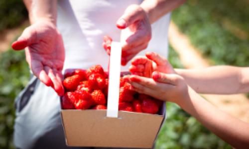 A punnet of strawberries being picked at a farm