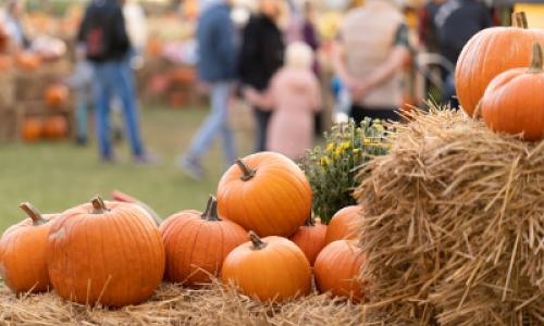 A pumpkin patch with visitors in the background