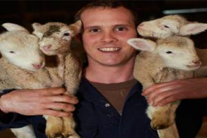 A farmer lambing