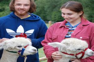 Alpaca Yoga at Rosebud Ranch