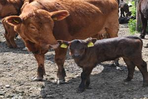 Cow and Calf in field having BVD screening