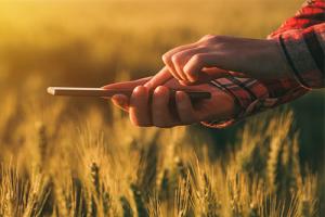 farm technology - a man using a phone in a wheat field