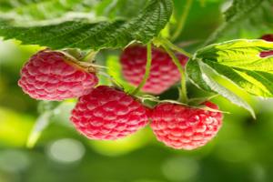 British raspberry season