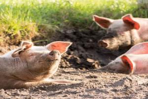 Pigs at Hogwood Farm
