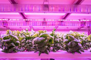 room using vertical farming with pink lights