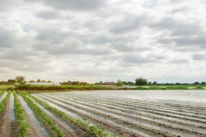 flood-affected farmland 