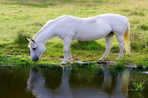 White horses drinking water by a pond