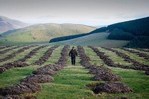 Scottish farmers growing their business through tree planting
