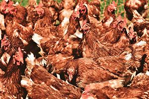 Poultry farm at threat of winter Avian Flu