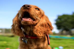 Dog at Doggy Daycare - Pet Sector Provides Diversification Opportunity for Landowners