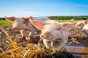 Two pigs on a farm - new animal and plant health safety rules coming into force