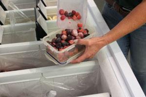 field fare berries