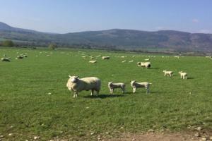 Sheep in field - RSABI Highlights Need for Vigilance During Spring Period