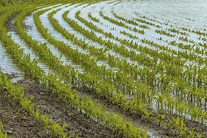 Three Crop Rule lifted after wet winter