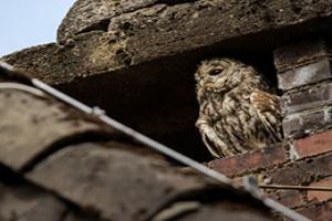 An owl nesting in a building - farm diversification advice