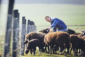 young farmer with sheep working in agriculture