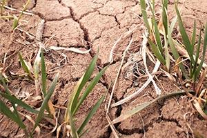 drought drive down crop yields